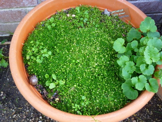 Leptinella dioica 'Minor'